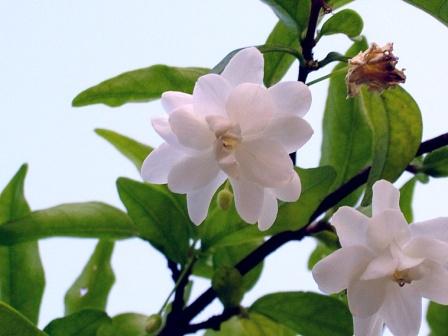 wrightia zeilanica.jpg