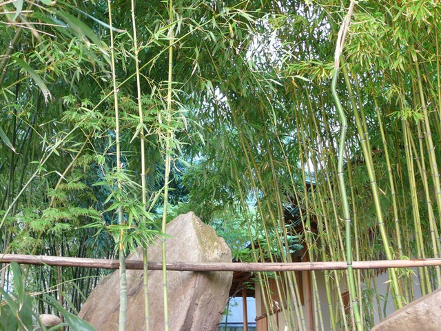 P1180660.JPG