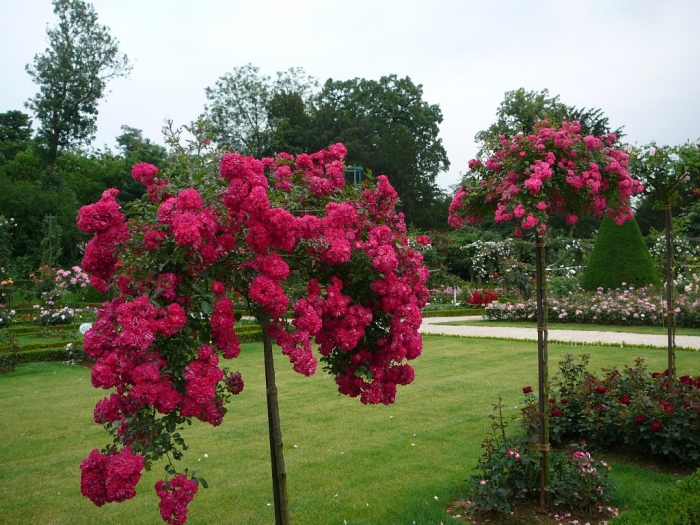 bagatelle_1004.jpg