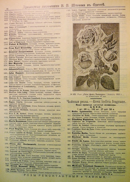 catalogue_roses_stamm_003.jpg