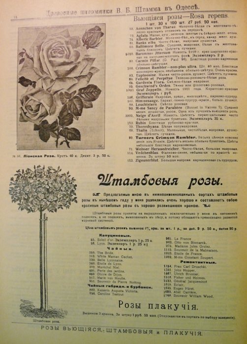 catalogue_roses_stamm_005.jpg