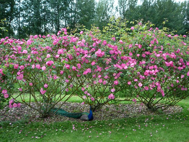 chemins_de_la_rose_008.jpg