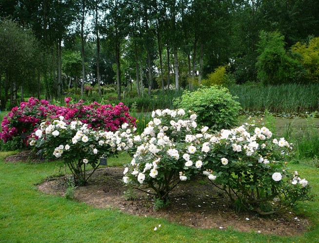 chemins_de_la_rose_009.jpg