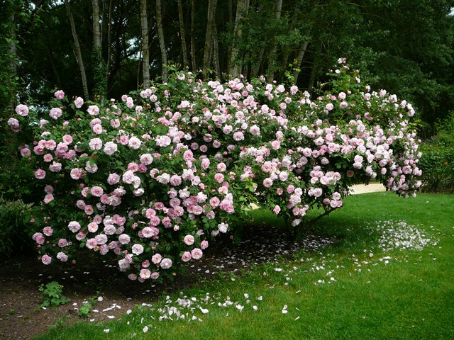 chemins_de_la_rose_011.jpg