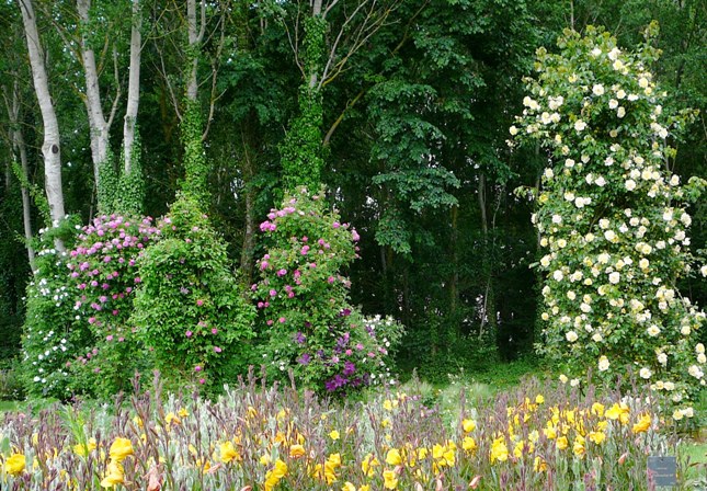 chemins_de_la_rose_012.jpg