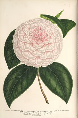 lillustration_horticole_1867_camellia_constantin_tretiakoff_0.jpg