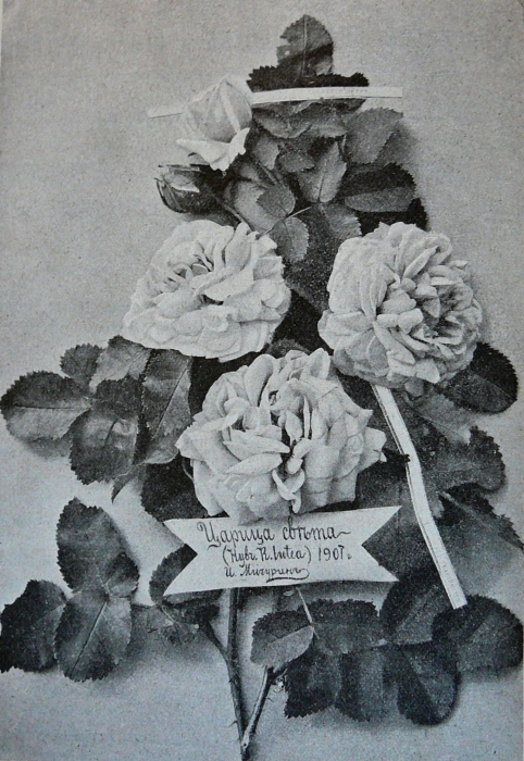michurin_roses_003.jpg