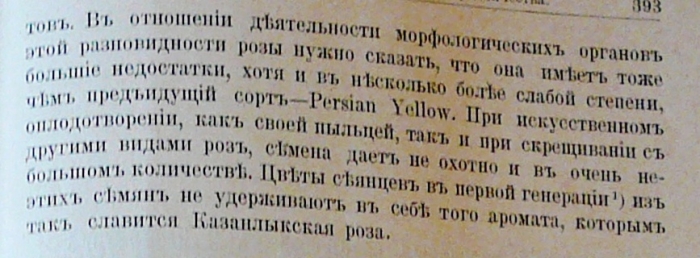 michurin_roses_005.jpg