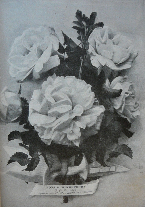 michurin_roses_008.jpg