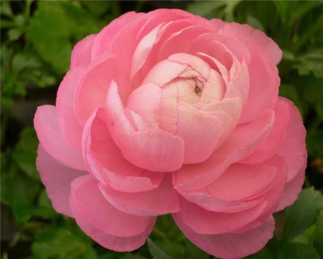 ranunculus_001.jpg