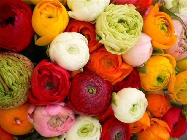 ranunculus_002_0.jpg