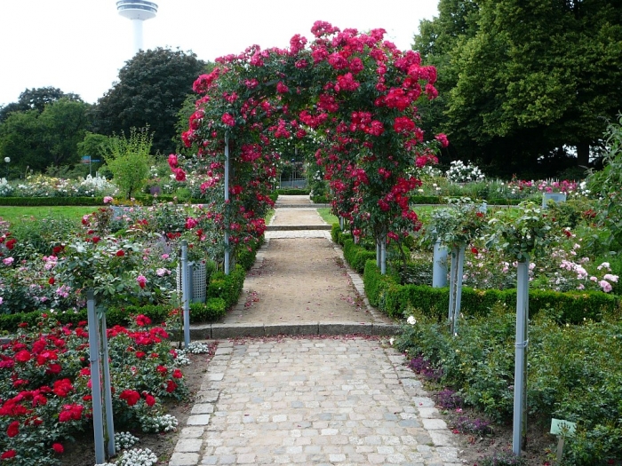 rosarium_hamburg_023.jpg