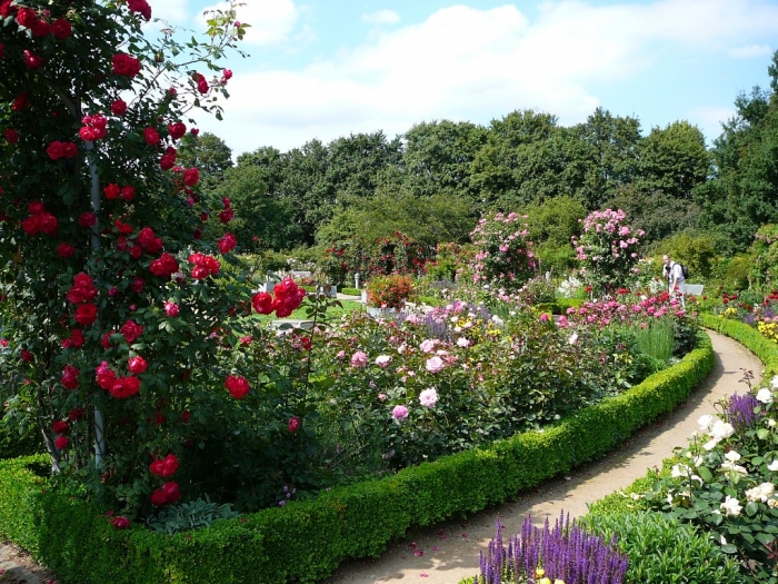 rosarium_hamburg_030.jpg