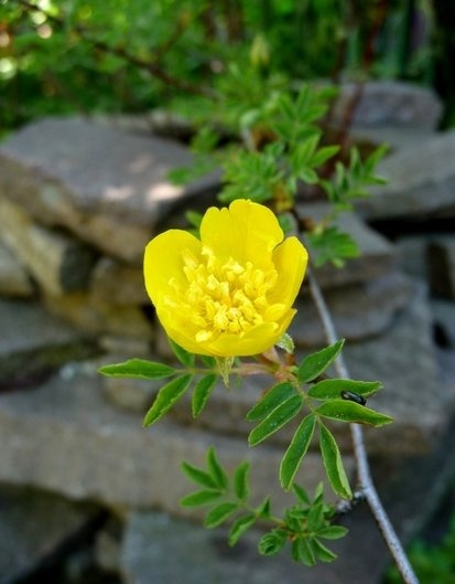 rose_xanthina.jpg