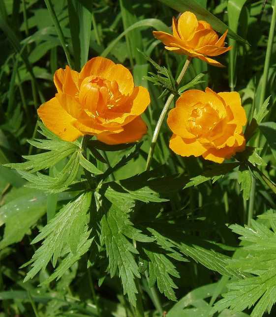 trollius_001.jpg